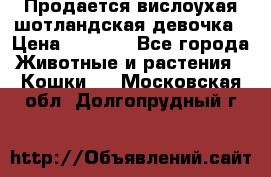 Продается вислоухая шотландская девочка › Цена ­ 8 500 - Все города Животные и растения » Кошки   . Московская обл.,Долгопрудный г.